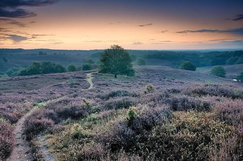 Heather auf der Posbank
