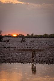 Giraffe at the waterhole at sunset in Namibia, Africa by Patrick Groß
