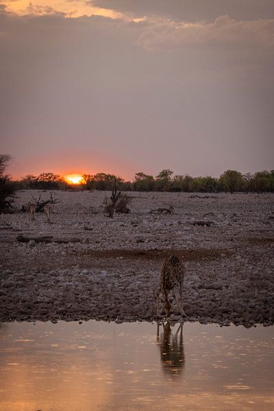 Giraffe at the waterhole at sunset in Namibia, Africa by Patrick Groß