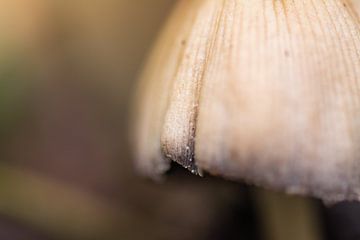 champignon à proximité sur Tania Perneel