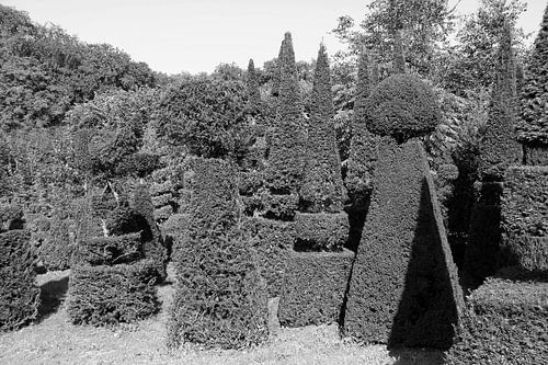 Coniferen in zwart wit.