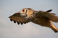 Owl in flight van Marco de Groot thumbnail