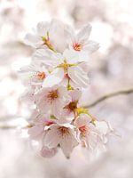 Blossom