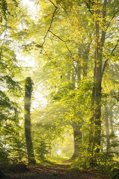 Zonsopkomst in het bos -Sterrenbos Paterswolde Groningen (Nederland van Marcel Kerdijk