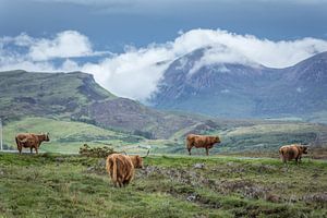 Schottische Hochlandrinder in der Nähe von Elgol, Isle of Skye