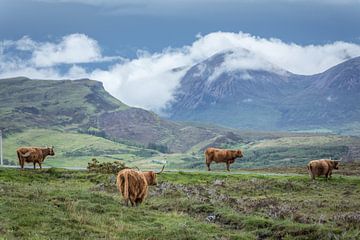 Schotse Hooglanders bij Elgol, Isle of Skye van Christian Müringer
