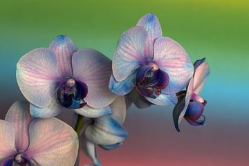 closeup van een roze paarse orchidee tegen een gekleurde achtergrond van W J Kok