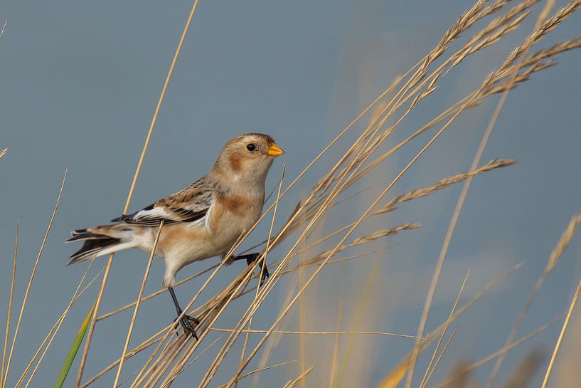 Schneeammer von Peter Deschepper