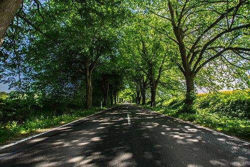 Duitse laanweg op Rügen