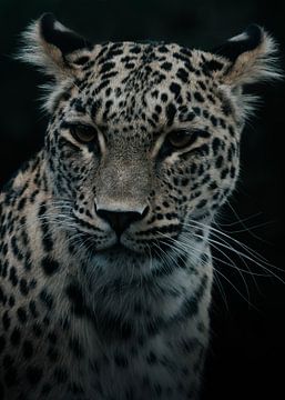 Leopard von Nils Hornschuh