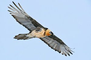 Bartgeier / Lämmergeier ( Gypaetus barbatus ) im Flug,  Alpen , wildlife, Europa.