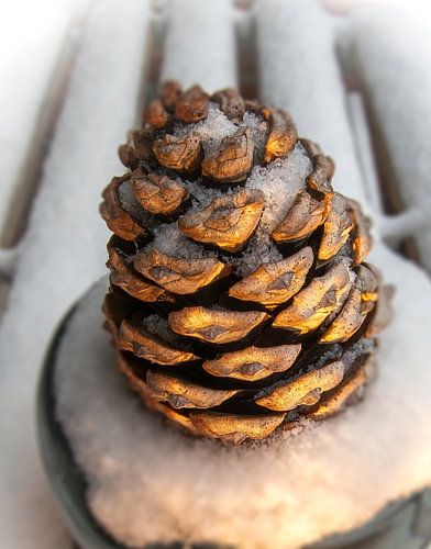 Dennenappel in de Sneeuw