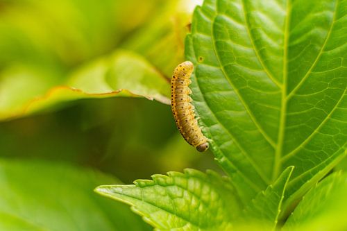 Raupe auf Wanderschaft