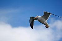 Seagull