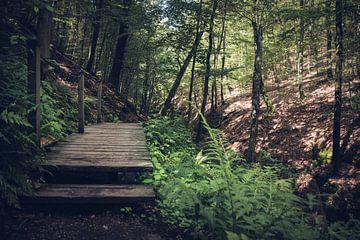 Brug over een beekje in het bos van Suzanne Schoepe