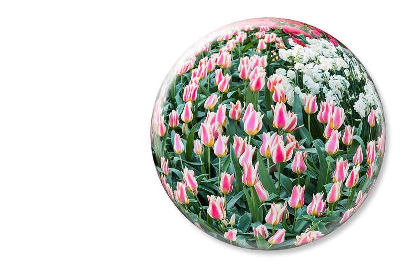 Glass sphere with red white tulips on white background by Ben Schonewille