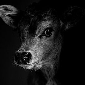 Calf black white by Danai Kox Kanters