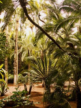 Marocco garden by Studio Stiep