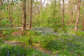 Wilde hyacinten in het Wildrijk Sint Maartenszee