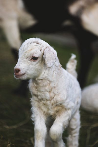 Adorable lambs at Geeveston Animal Sanctuary by Ken Tempelers
