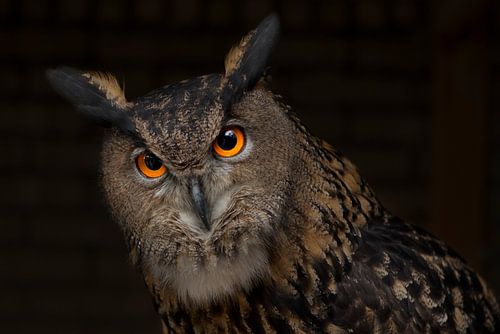 Portrait eagle owl