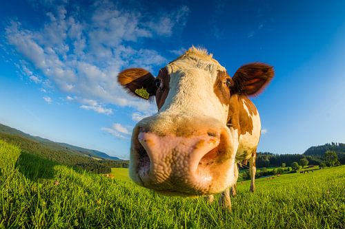 Une vache heureuse de la Forêt-Noire