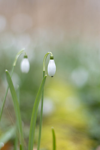 Snow Clock