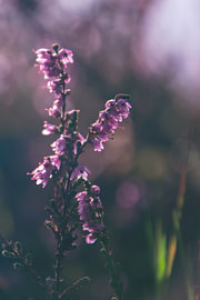 Violetter Herbst von Kimfaesdesign