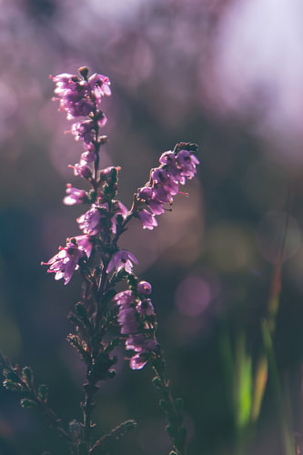 Purple Autumn