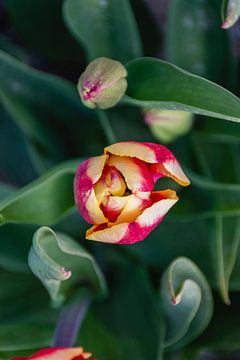 Gekleuren tulp van bovenaf van Bianca Kramer