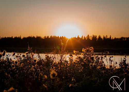 Natur Blumen