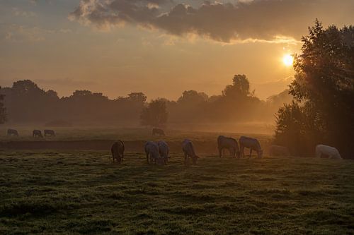 Morning mist with rising sun.