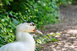 Portrait d'un canard de Barbarie blanc sur de-nue-pic
