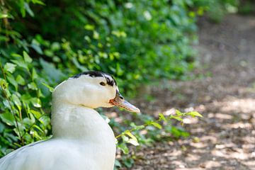 White Muscovy Duck Portrait by de-nue-pic