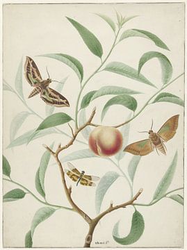 Pfirsich auf einem Zweig mit zwei Schmetterlingen und einer Libelle, Hermanus de Wi