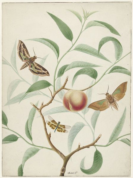 Peach on a branch with two butterflies and a dragonfly, Hermanus de Wi by Masterful Masters