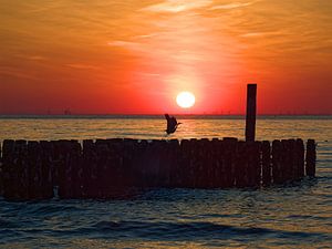 Reiher in der untergehenden Sonne am Meer