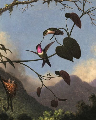Amethyst Woodstar, Martin Johnson Heade...