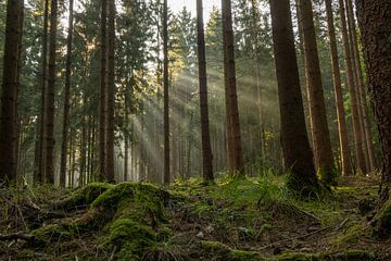 Zonnenstralen in het bos van Peter Karels