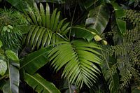 Prachtige groene bladerenwand gefotografeerd in de jungle; bladeren jungle