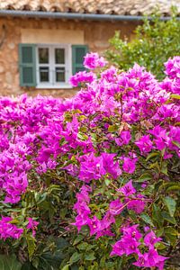 Purpur Bougainvillea im Dorf Fornalutx, Mallorca