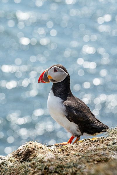 Papageientaucher in Schottland - Canna Island Photography von Henrike Schenk