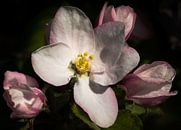 Appelbloesem - Apple blossoms van Leo Langen thumbnail