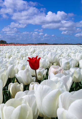 Rood Wit Blauw