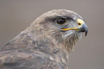 Buizerd (Buteo buteo) van Ronald Pol