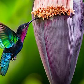 Kolibrie in banaan bloem, carib in banana flower van Corrine Ponsen