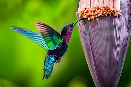 Kolibrie in banaan bloem, carib in banana flower