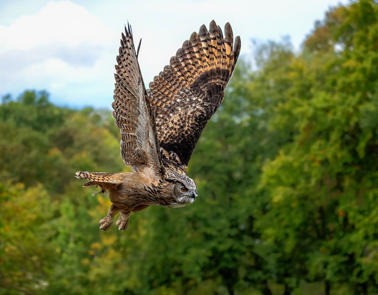 Uhu im Flug von ManfredFotos