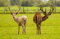 Deux cerfs dans le champ