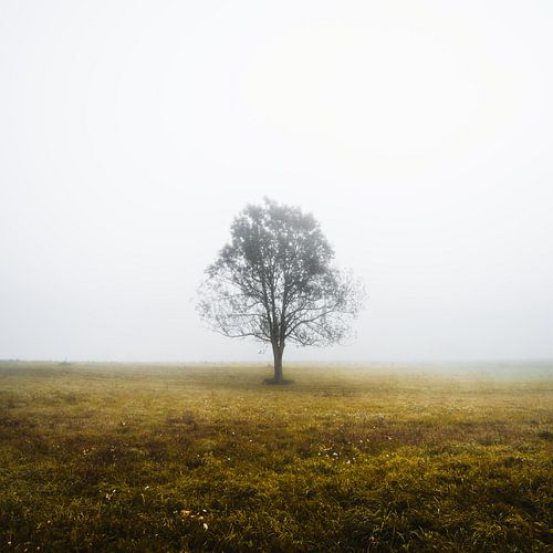 Eenzame boom in een mistige herfstochtend